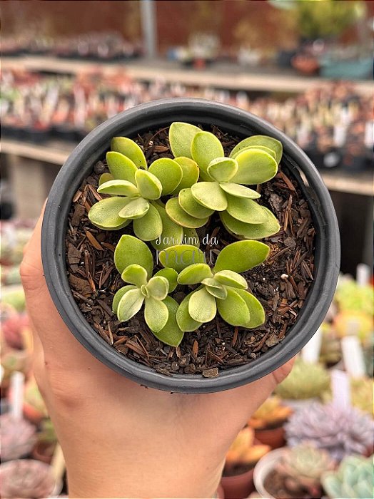 Crassula money maker variegata