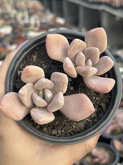 Pachyveria light and lovely