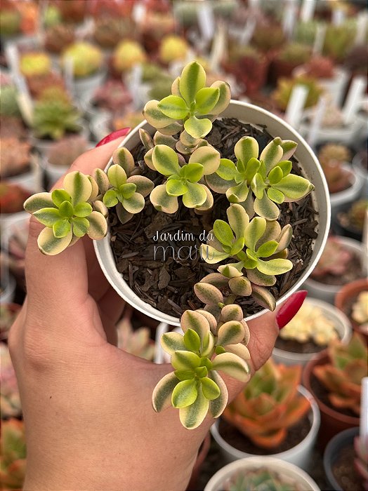 Crassula wolkensis variegata