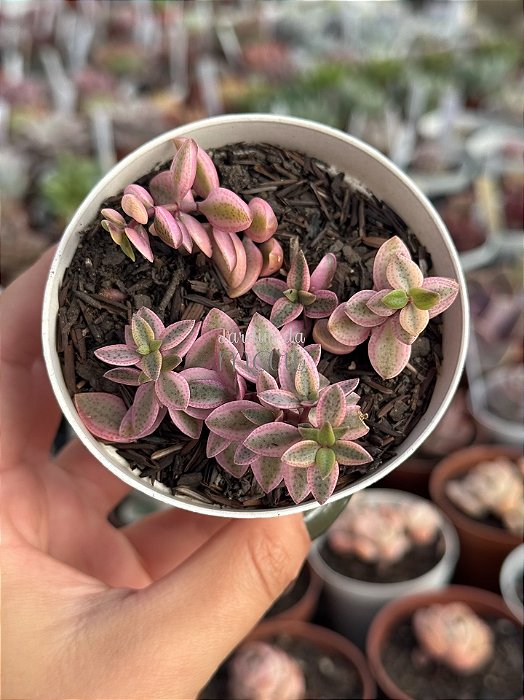 Crassula wolkensis variegata