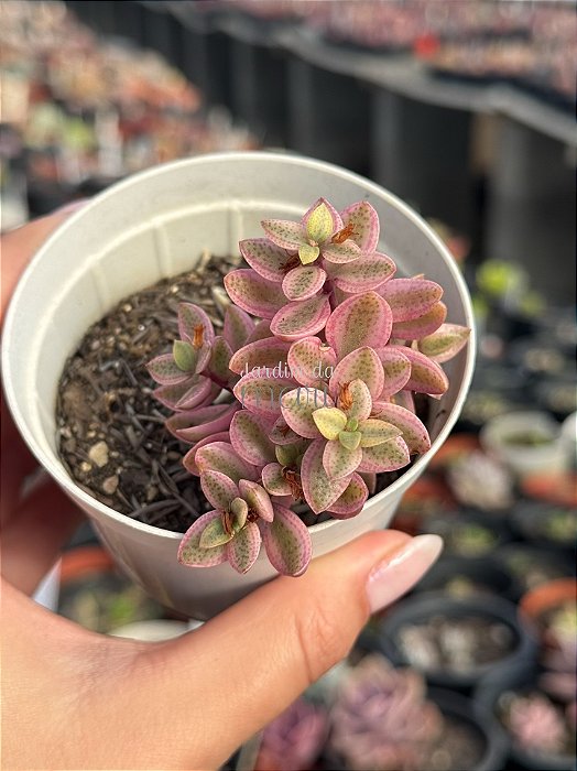 Crassula wolkensis variegata
