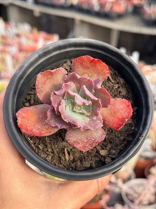 Echeveria speed bumps