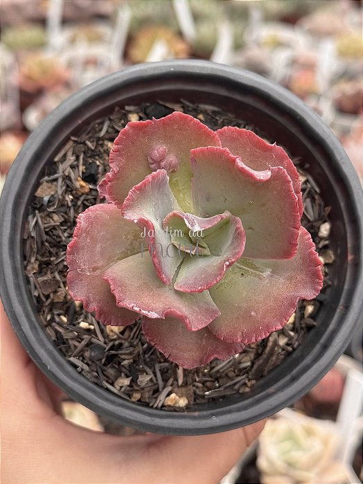 Echeveria speed bumps