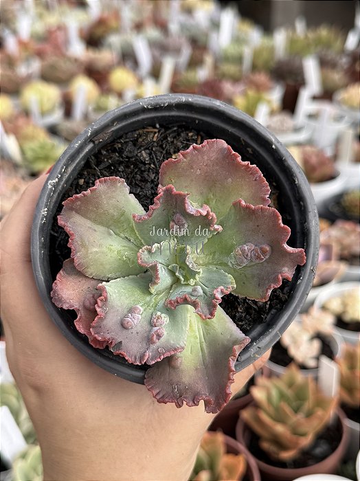 Echeveria speed bumps