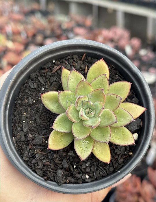 Echeveria nodulosa híbrida