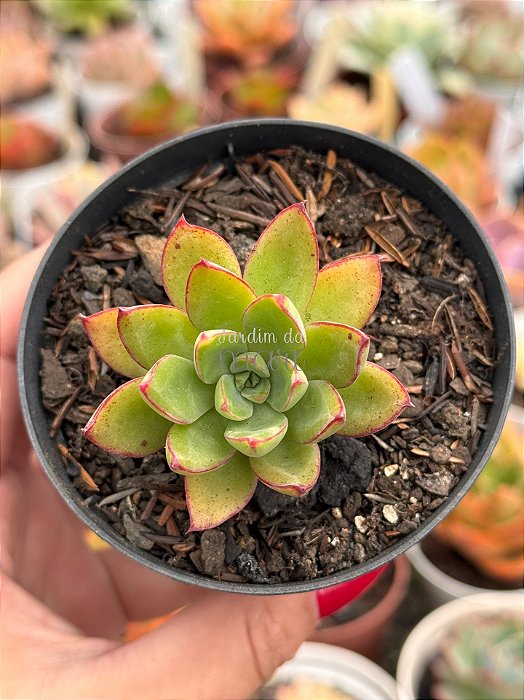 Echeveria nodulosa híbrida