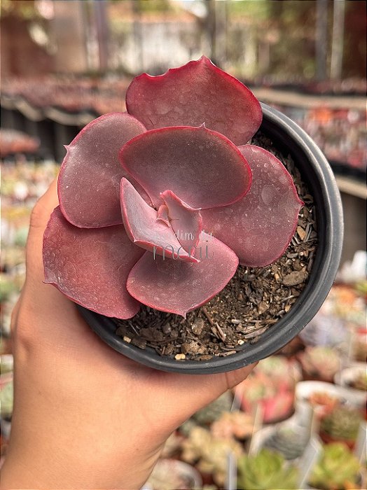 Echeveria valentine