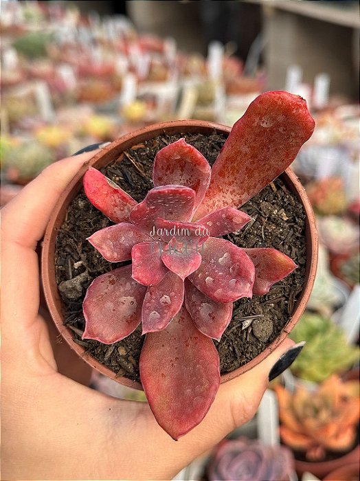 Echeveria diamond state
