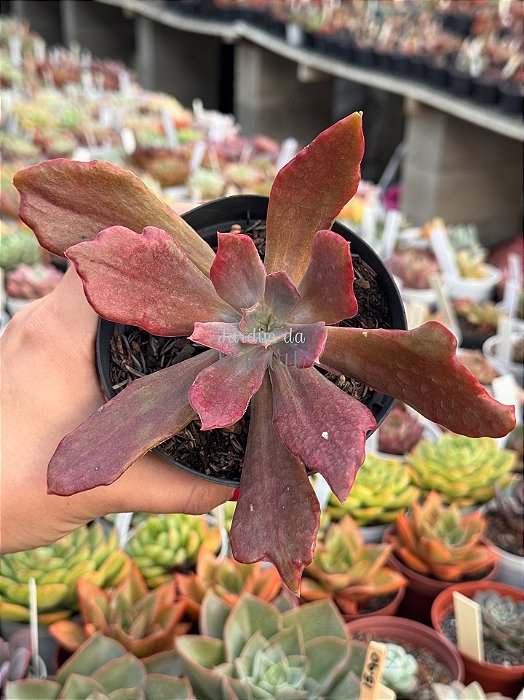 Echeveria diamond state