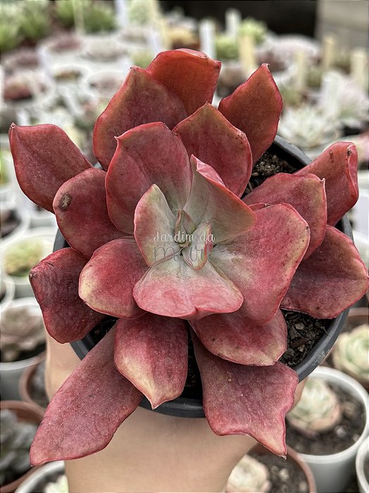 Echeveria Diamond state monstruosa (sem raiz)