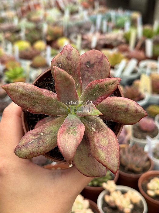 Echeveria diamond state