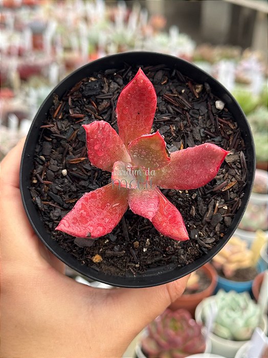 Echeveria diamond state