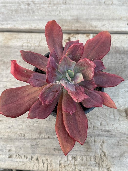 Echeveria Diamond state monstruosa G (sem raiz)