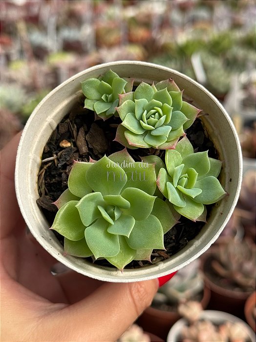 Graptoveria jadeíta (colônia)