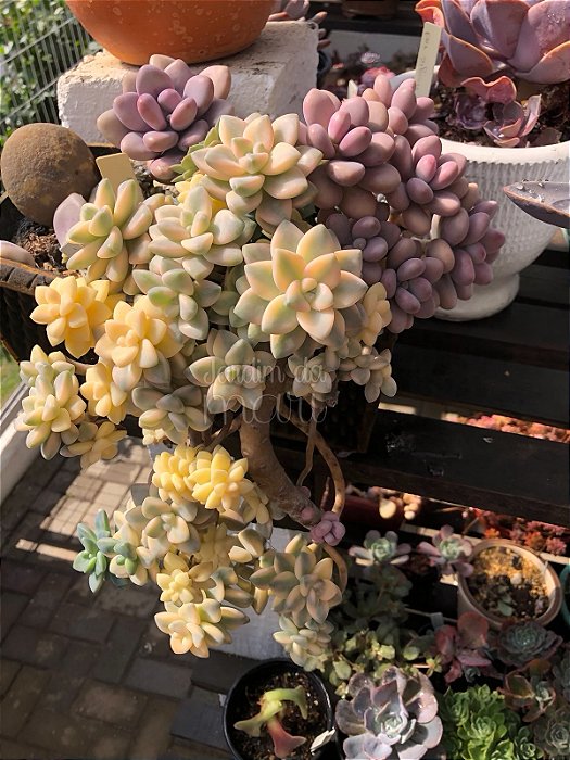 Graptopetalum Victor kane variegata