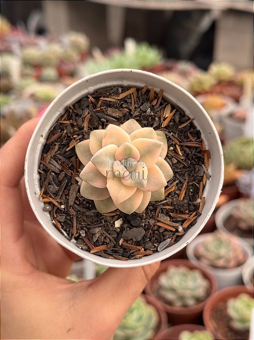 Graptopetalum victor kane variegata