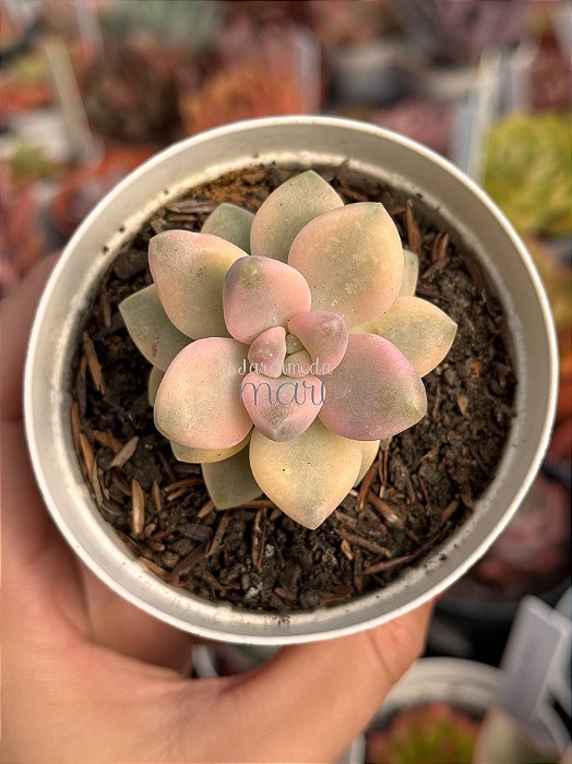 Graptopetalum victor kane variegata sem/ raiz