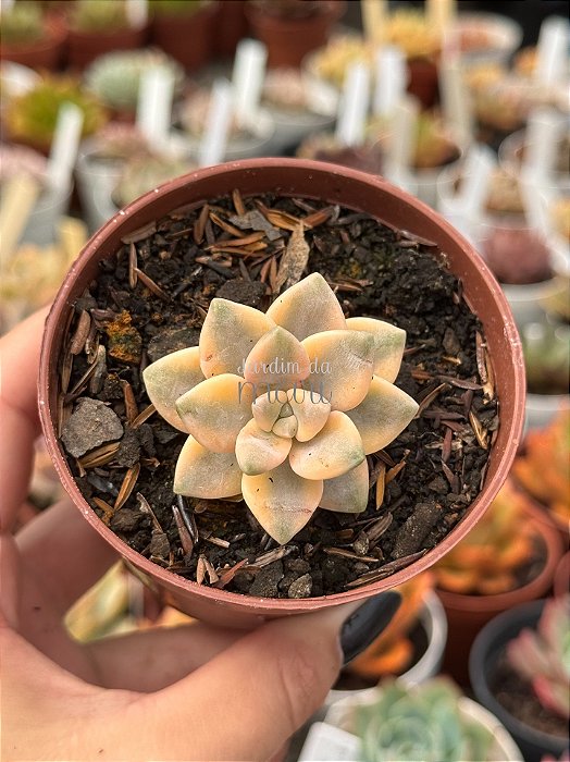 Graptopetalum victor kane variegata
