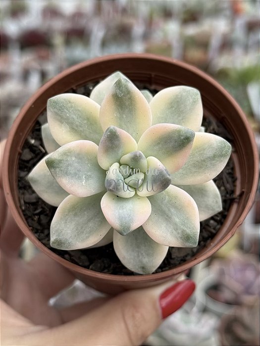 Graptopetalum victor kane variegata