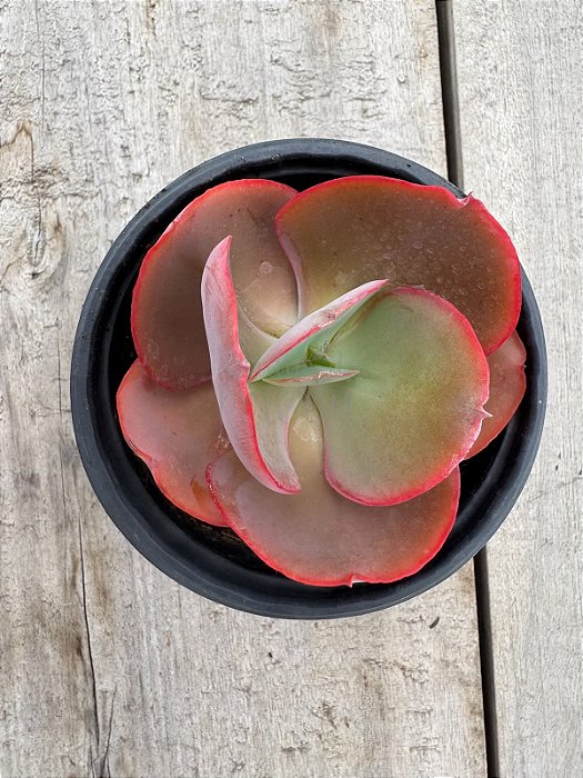 Echeveria eletric glow (sem raiz)