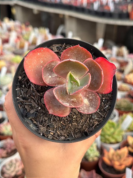 Echeveria diamond state reversa