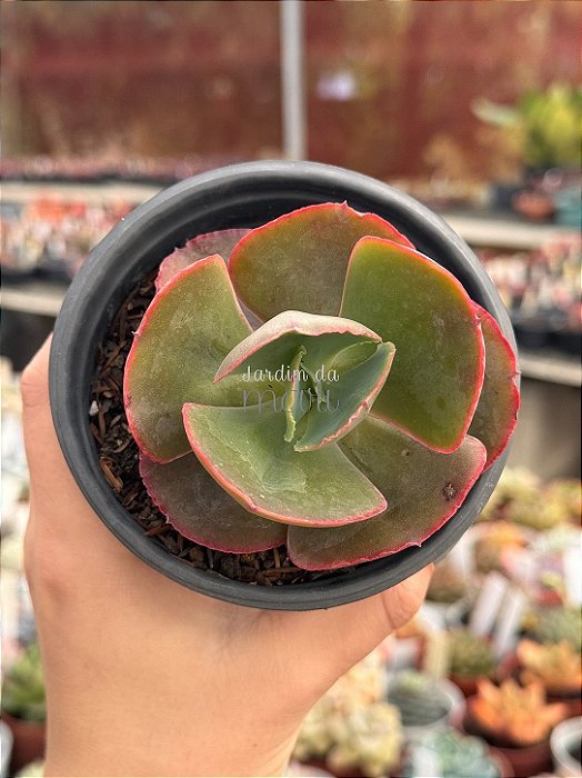 Echeveria diamond state reversa