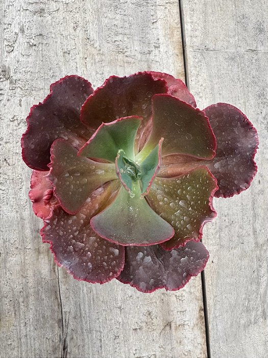 Echeveria diamond state reversa (SEM RAIZ)