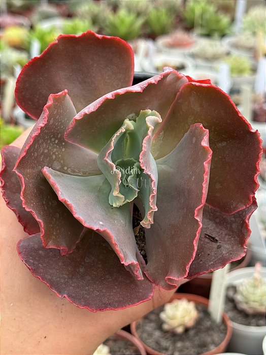 Echeveria diamond state reversa (SEM RAIZ)