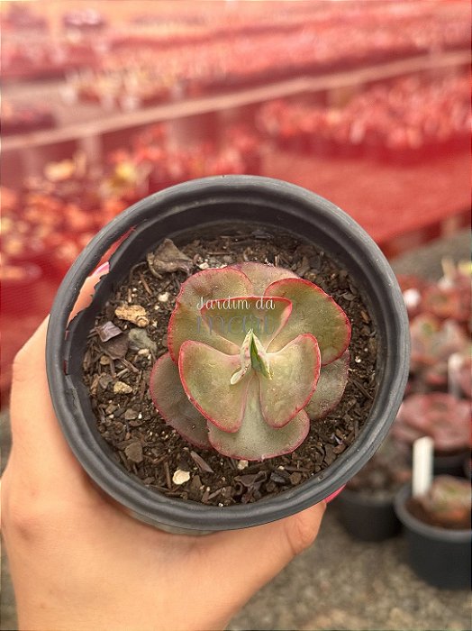 Echeveria mauna francesa