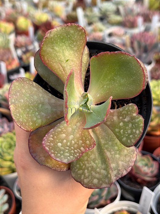 Echeveria mauna francesa