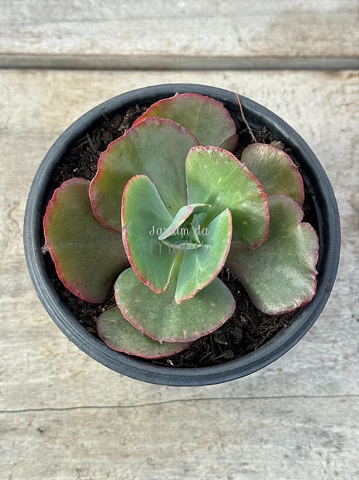 Echeveria Mauna francesa