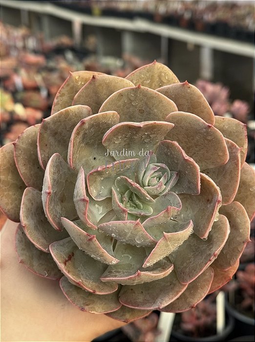 Echeveria painted frills híbrida