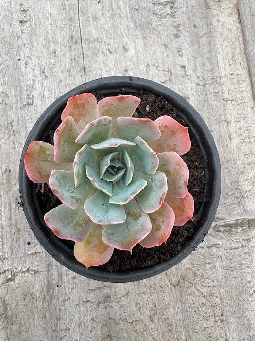 Echeveria blue ruffles