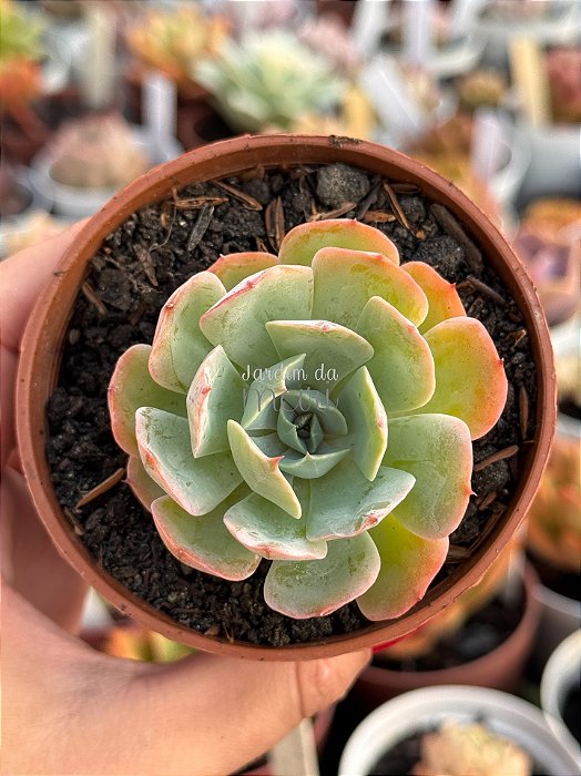 Echeveria blue ruffles