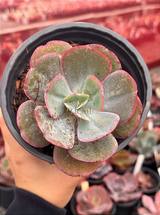 Echeveria angel wings reversa