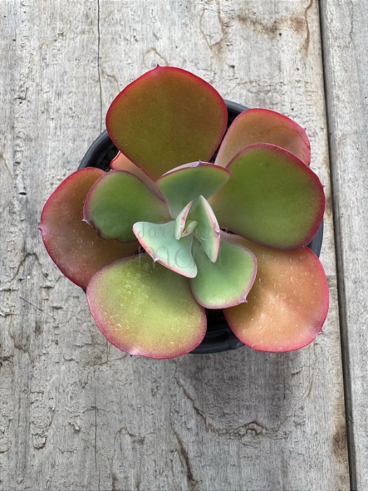 Echeveria angel  wings reversa