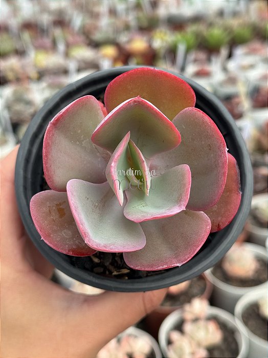 Echeveria angel wings reversa