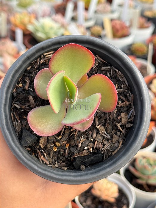 Echeveria angel wings reversa