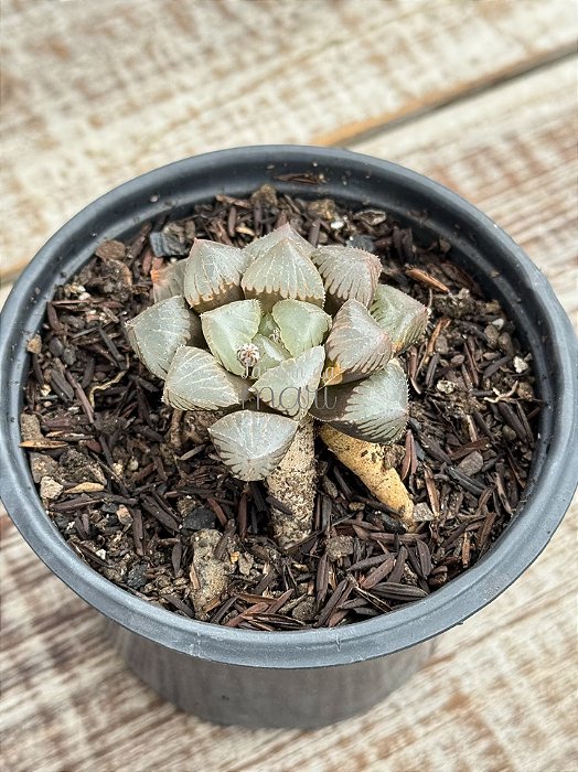 Haworthia obtusa var. Jellyfish