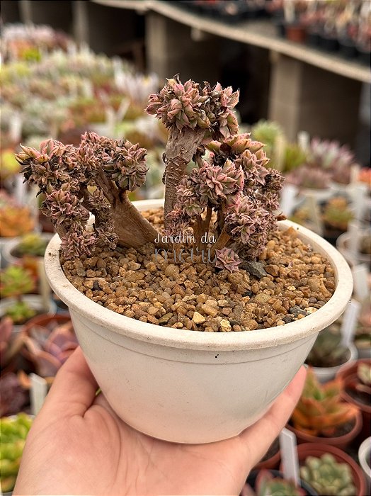 Aeonium sunburst cristata (bonsai +8 anos)