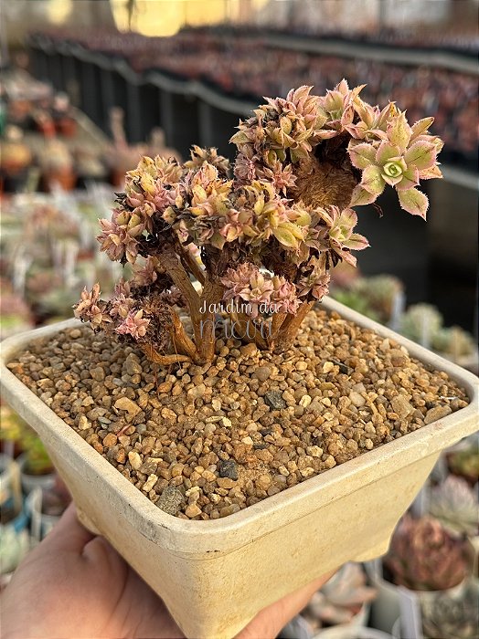 Aeonium sunburst cristata (bonsai +8 anos) 02