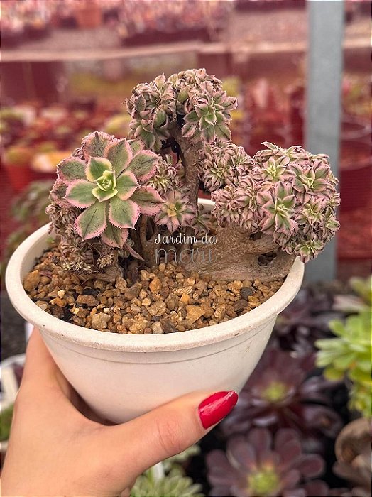 Aeonium sunburst cristata (bonsai +8 anos)