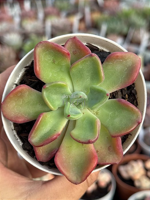 Echeveria setosa var. Oteroi