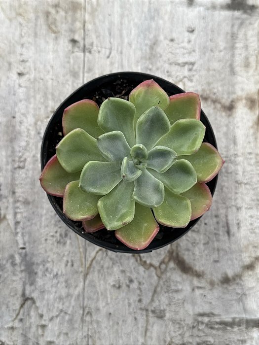 Echeveria setosa var. Oteroi