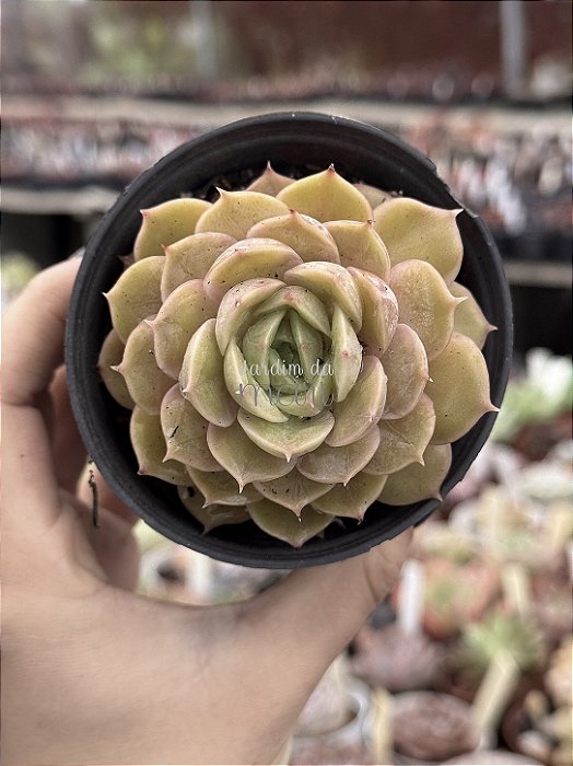 Echeveria onslow