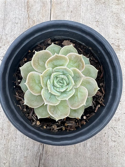 Echeveria onslow