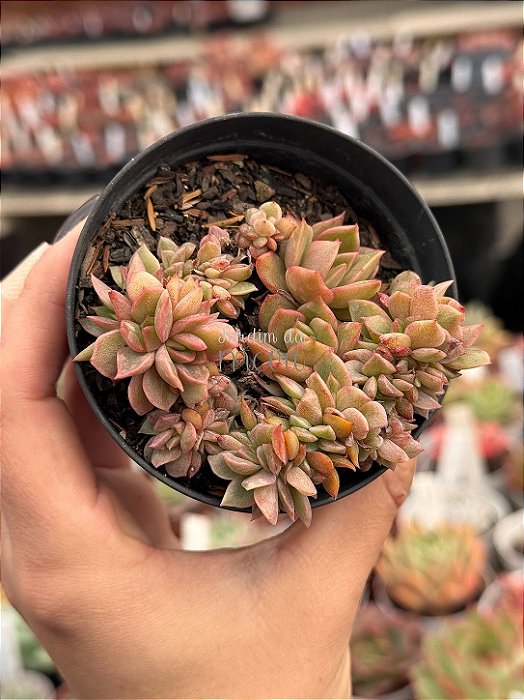 Echeveria agavoides gilva cristata