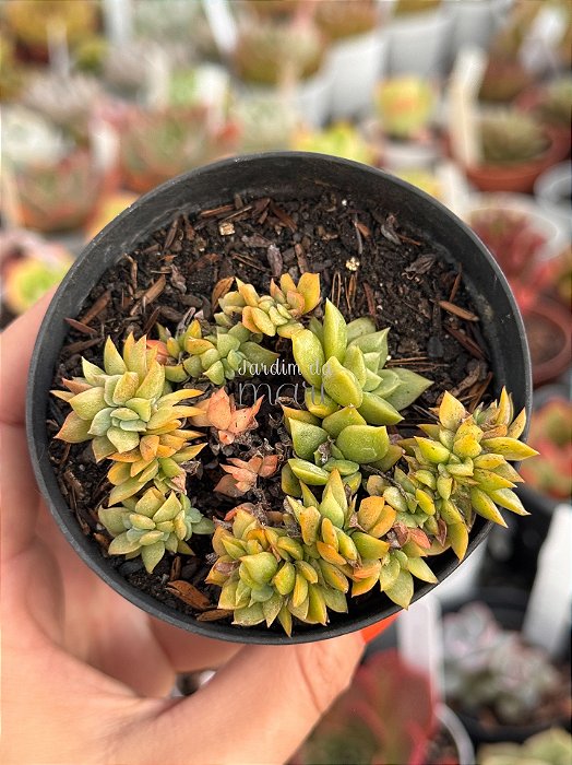 Echeveria agavoides gilva cristata
