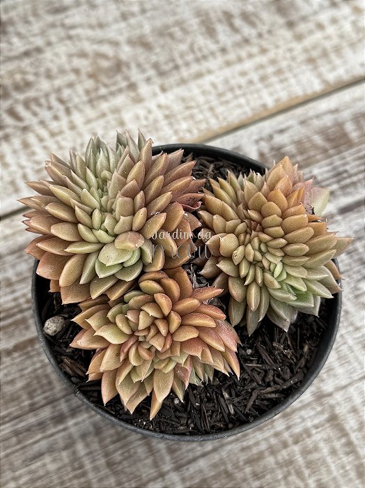 Echeveria agavoides gilva cristata