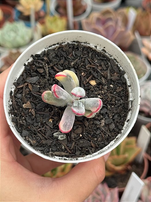 Cotyledon orbiculata var. flanaganii variegata ( sem raiz)